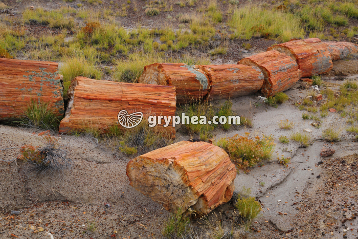 Tronc d'arbre pétrifié - gryphea.org